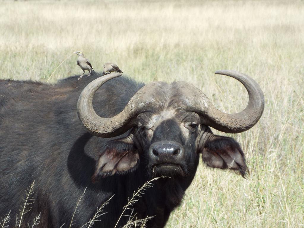 7-Day Camping Safari